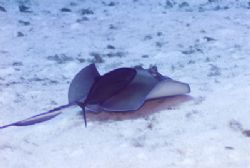 Southern Stingray with passenger by Don Bricker 